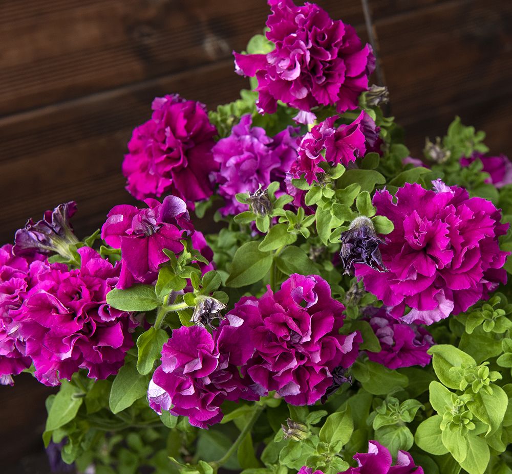 Petunia grandiflora 'Double Cascade Burgundy Plum Vein' F1 Hybrid