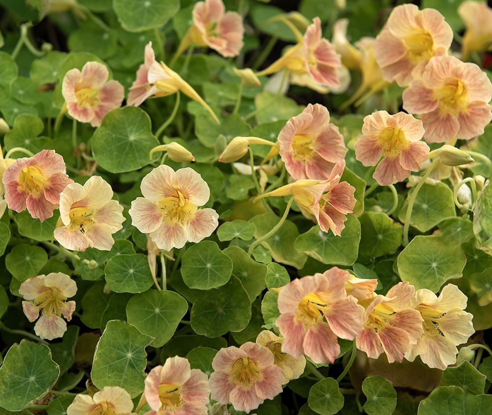 Blomsterkarse 'Tip Top Pink Blush', Frø, Etårige blomster, Tropaeolum  majus