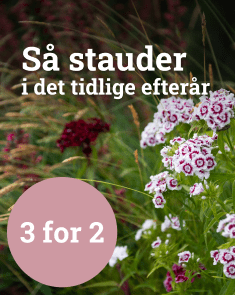 Så stauderi det tidlige efterår - 3 för 2