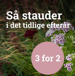 Så stauderi det tidlige efterår - 3 för 2