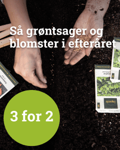 Så grønstsager og blomster i efteråret - 3 for 2