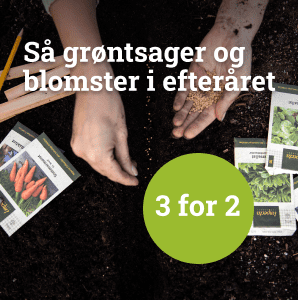 Så grønstsager og blomster i efteråret - 3 for 2