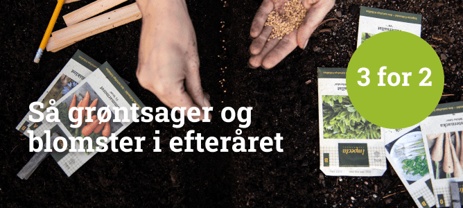 Så grønstsager og blomster i efteråret - 3 for 2