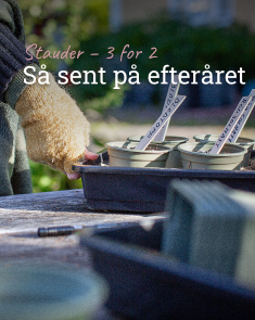 Så stauder på høsten - 3 for 2