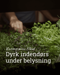 Dyrk indendørs under belysning