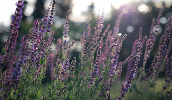 Stauder som blomstrer allerede til sommer – udvalgte frø 3 for 2