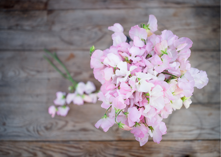 30 % rabat - Ærteblomster og etårige klatreplanter