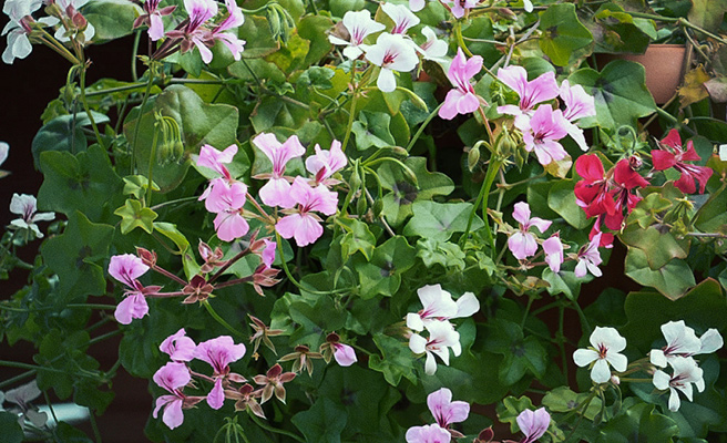 Kaskadepelargonie 'Summertime Mixed'