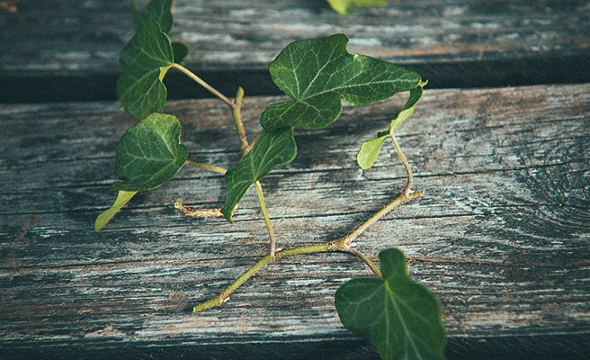 Former stueplanter med ledstiklinger