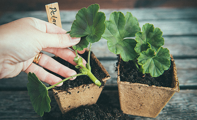 Former stueplanter med topstiklinger