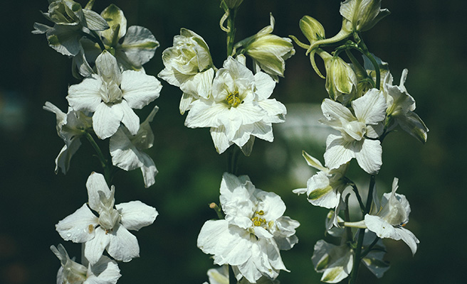 Romersk ridderspore 'White King'