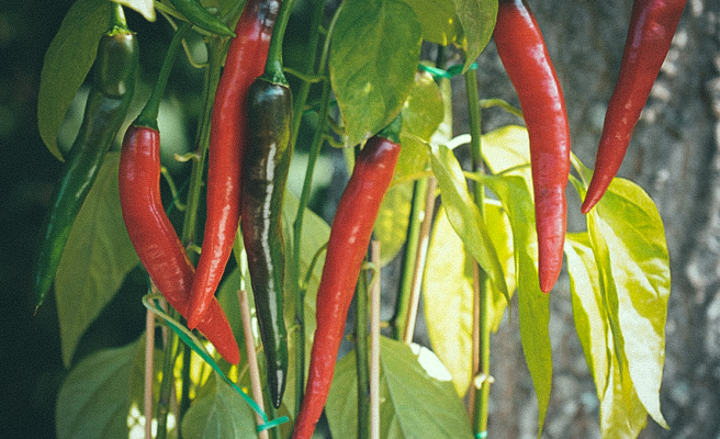 Chilipeber F1 'Impala'