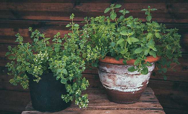 Græsk oregano 'Griechischer'