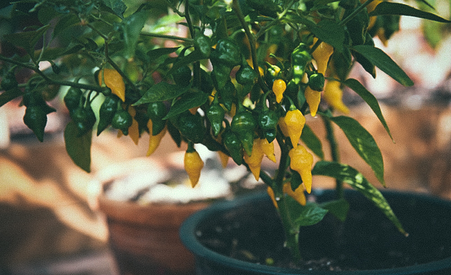 Havannapeber 'Habanero Hot Lemon'