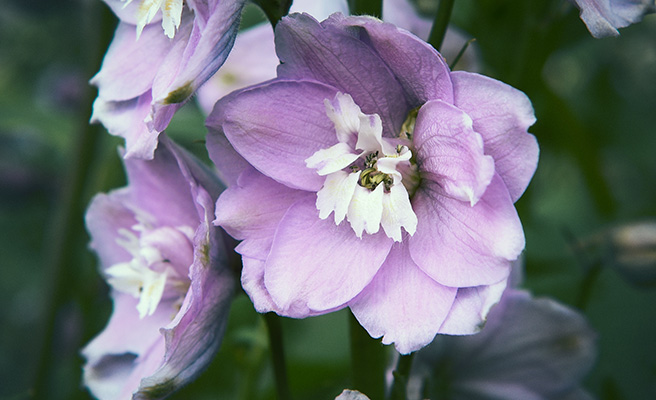 Haveridderspore 'Magic Fountains Cherry White Bee'