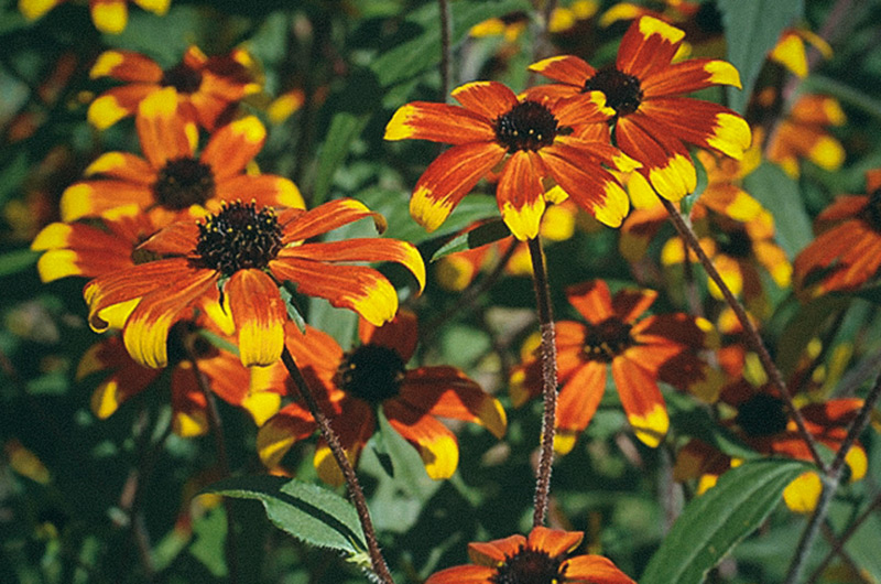 Trefligsrudbeckia 'Prairie Glow'