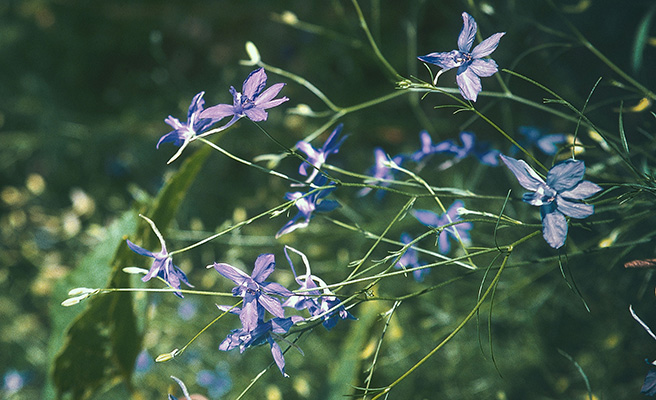 Consolida regalis Ridderspore