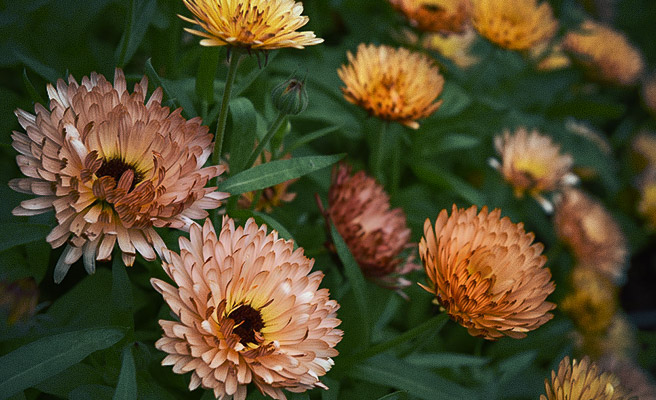 Morgenfrue 'Orange Flash'