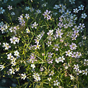 Gipsurt 'Garden Bride'