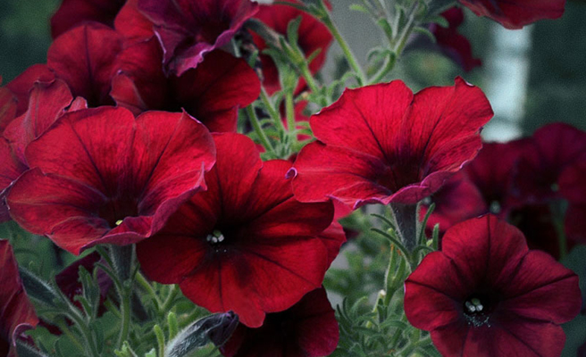 Hængepetunia F1 'Easy Wave Red Velour'