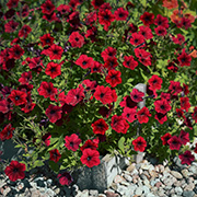 Rondelpetunia F1 'Tidal Wave Red Velour' 