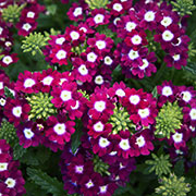  Haveverbena 'Quartz XP Burgundy Eye'