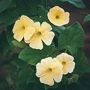 Sortøje 'Aurea' 