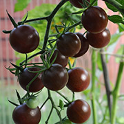 Cherrytomat 'Black Cherry'