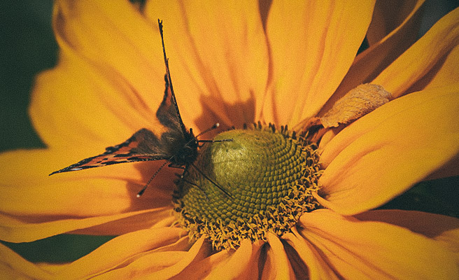 Sommerfugle i håret solhat