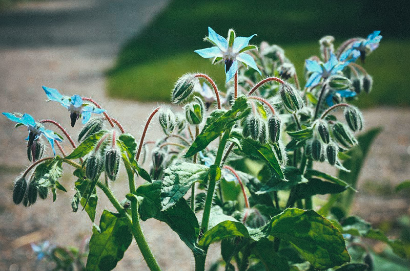 Chilipeber 'Vampire'