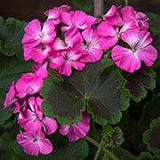 Pelargonie F1 'Black Velvet Rose'