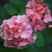 Pelargonie F1 'Divas Raspberry Ripple'