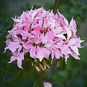 Stjernepelargonie F1 'Quantum Light Pink'